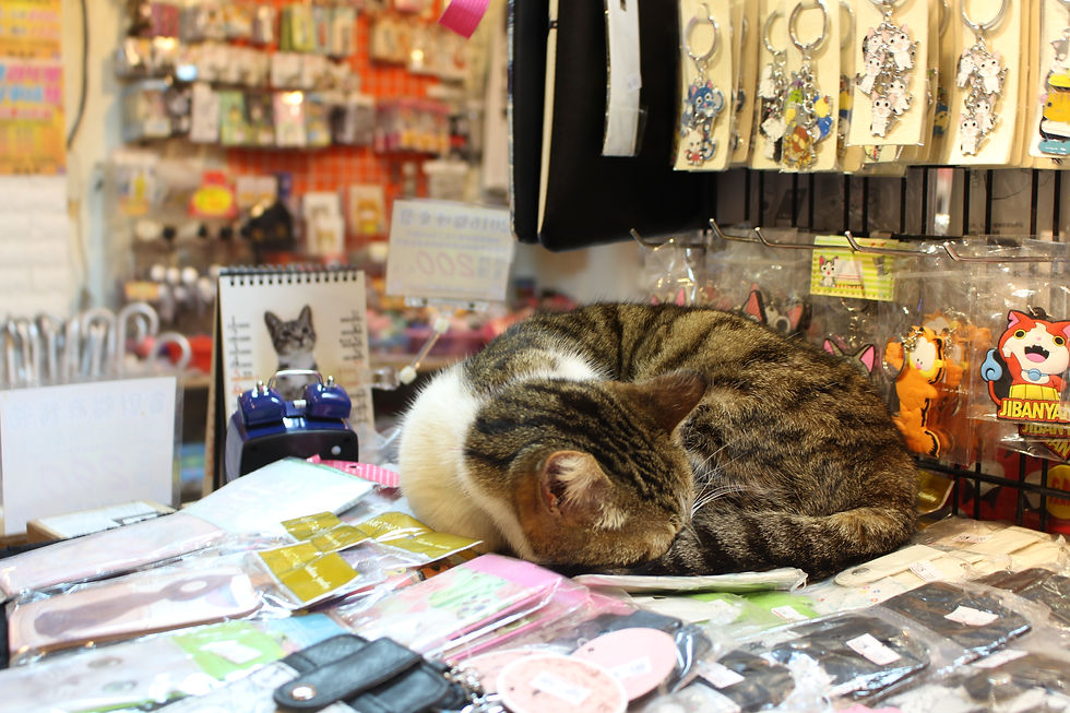 Star of the Shop