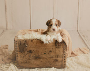 Bernedoodle Puppy