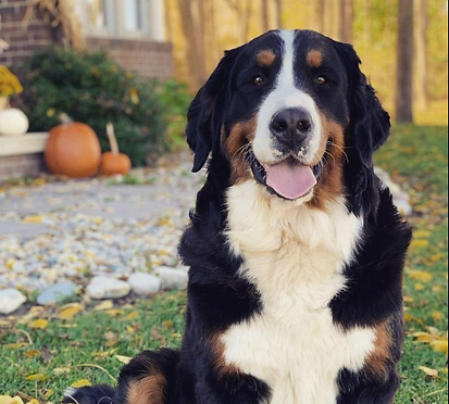 Bernese Mountain Dog