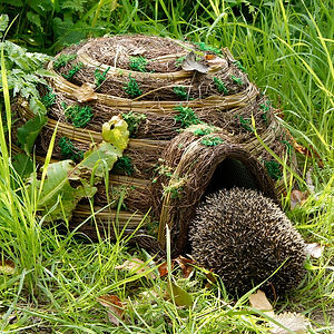 Hedgehog going into a hedgehog home