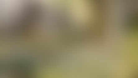 NATURE MEETS ARCHITECTURE IN BEULAH'S LATEST PROJECT, THE WILDS