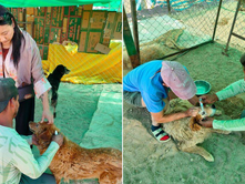 Ladakhi Woman Creates Safe Haven for 170+ Stray Dogs in Leh