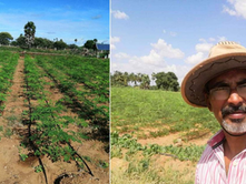 Scientist Turns Farmer, Creates Thriving Organic Moringa Venture