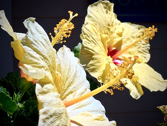 89E65C2C-8396-4575-B50B-46A7C0D1EBBF_1_201_a.jpeg