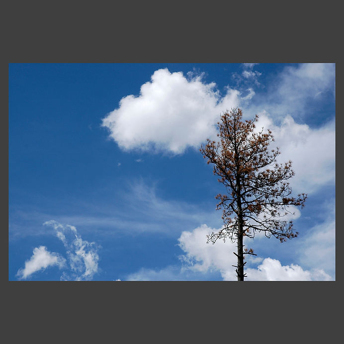 a lone cypress in the wind