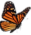 Monarch Re-Sized - No Background.png