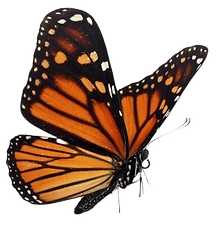 Monarch Sized - No Background.png