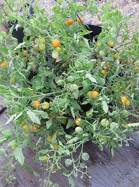 Tomatoe July 23.JPG