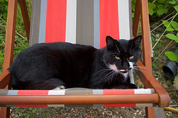 Arlecchino in a deckchair.jpg