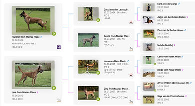 Paxx from Marrax Place Working Dog Profile.jpg