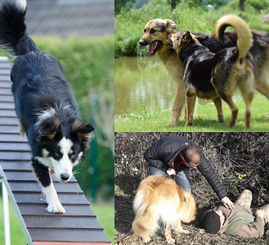 photo cani camp.png