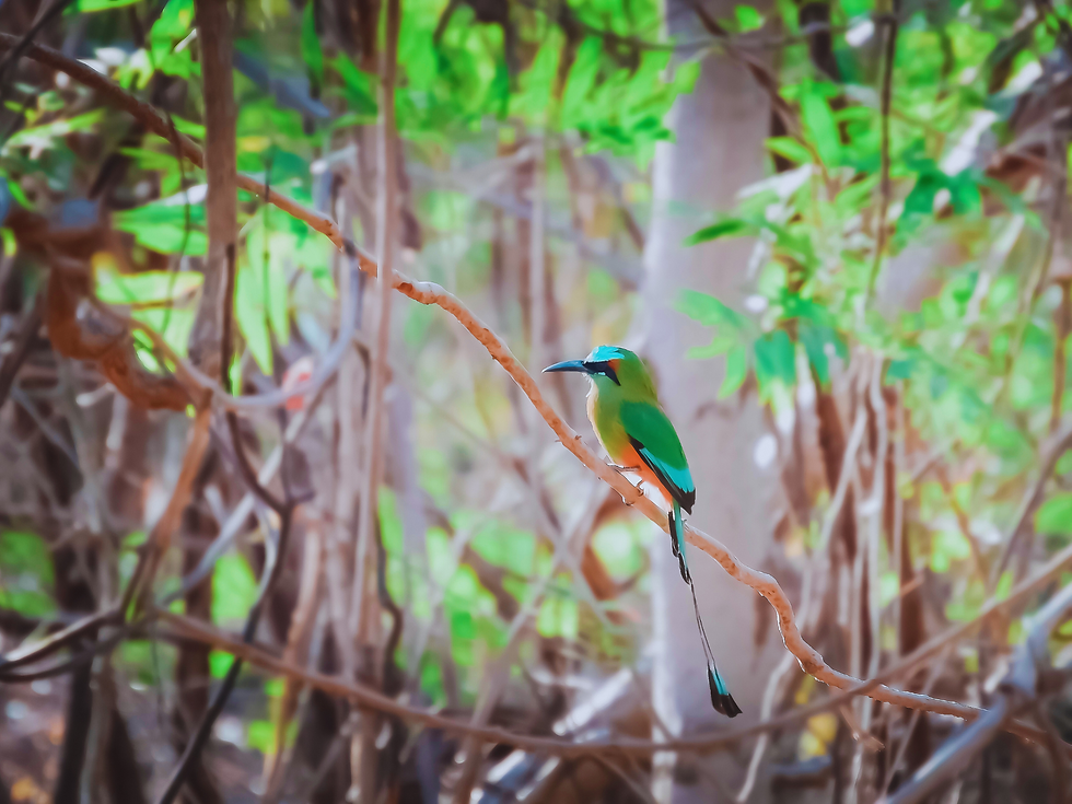 Eumomota superciliosa o Guardabarranco observa el Sol | Fotografía de Coyuntura