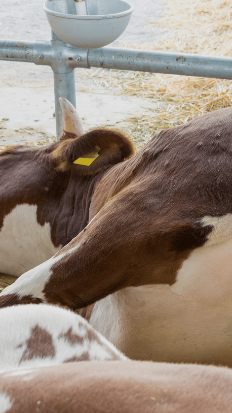 Brote de gusano barrenador en Nicaragua ya afecta ganado, animales domésticos y humanos