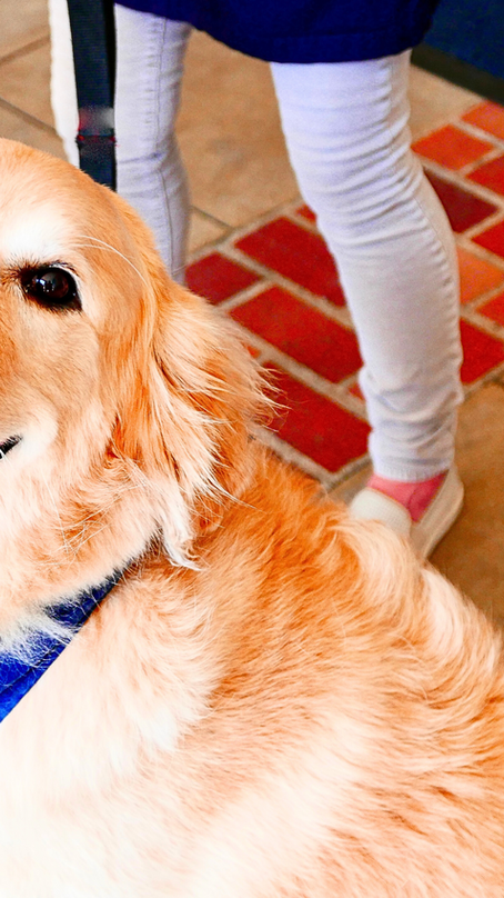 Perros de apoyo emocional vs. perros de asistencia: claves legales para vivir con ellos