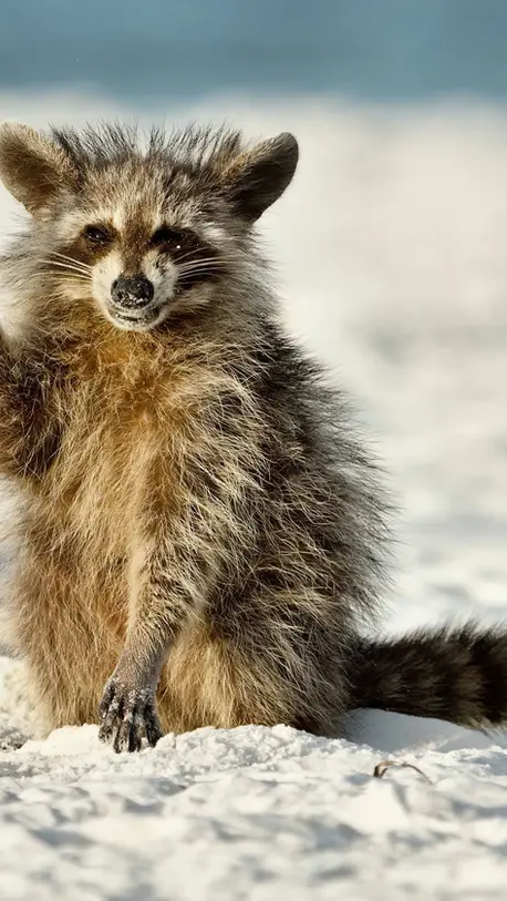 GALERÍA | Las mejores fotografías cómicas de la vida silvestre en 2022