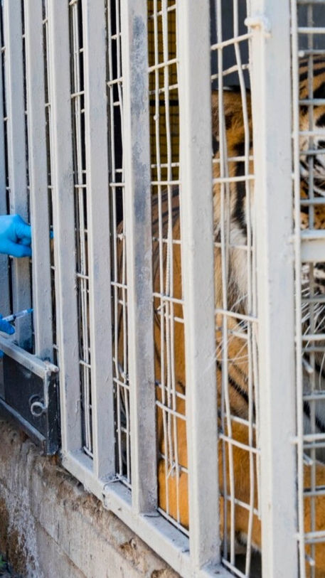 Zoológico en Chile comienza a vacunar a animales contra la Covid-19