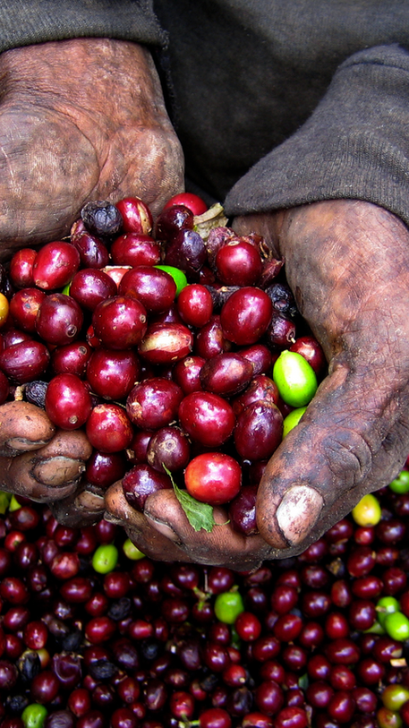 Así va la economía de Nicaragua en 2025. Remesas cayeron 5.7 % en abril y caficultores alertan crisis por falta de mano de obra
