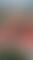 Tribunal Electoral de Guatemala frena suspensión de Movimiento Semilla y exhorta a poderes estatales