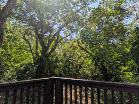 Tropical Gardening: Transforming My Sandy Bay Landscape One Plant at a Time