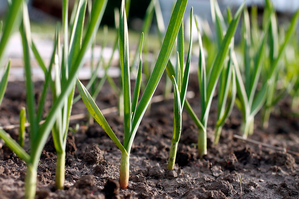 How to Plant, Grow, and Harvest Garlic