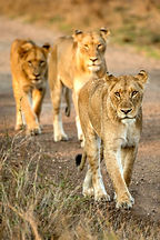 Lion group.jpg