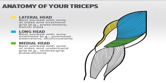 Bodybuilding muscle anatomy