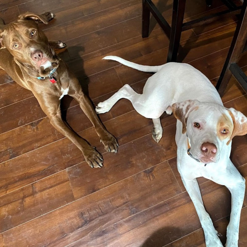 Safe Home Companionship — Dog Sitting