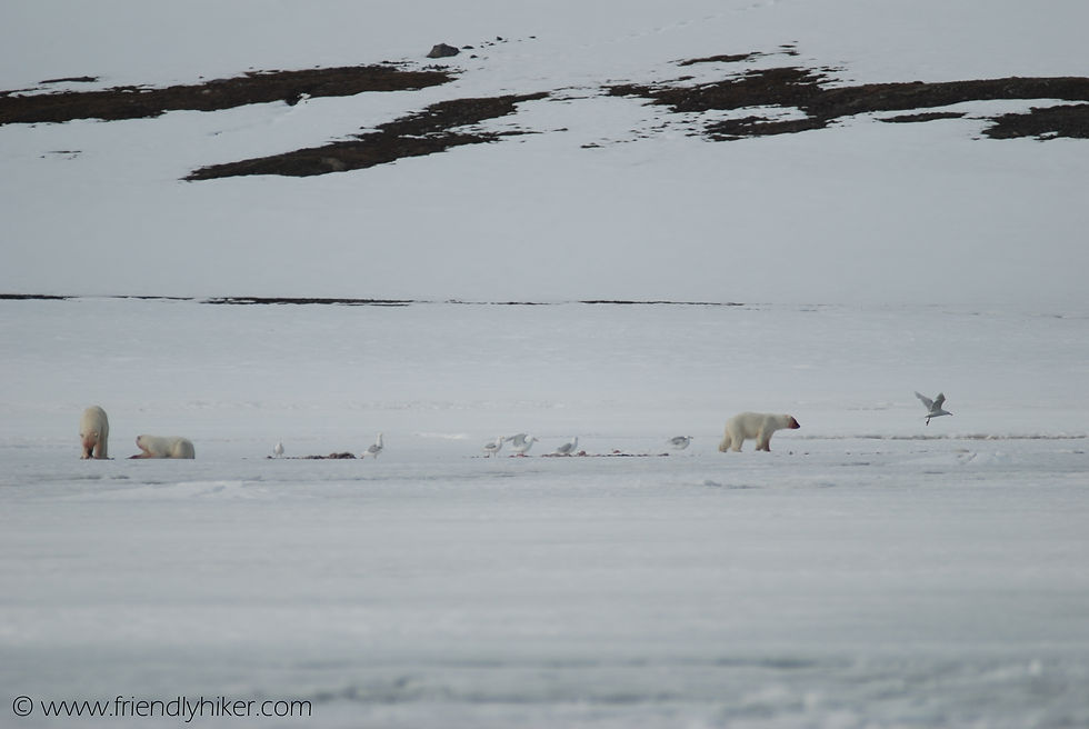 Fresh kill Polar Bear Mother + Young