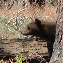 Black Bear in Sequoia National Park USA