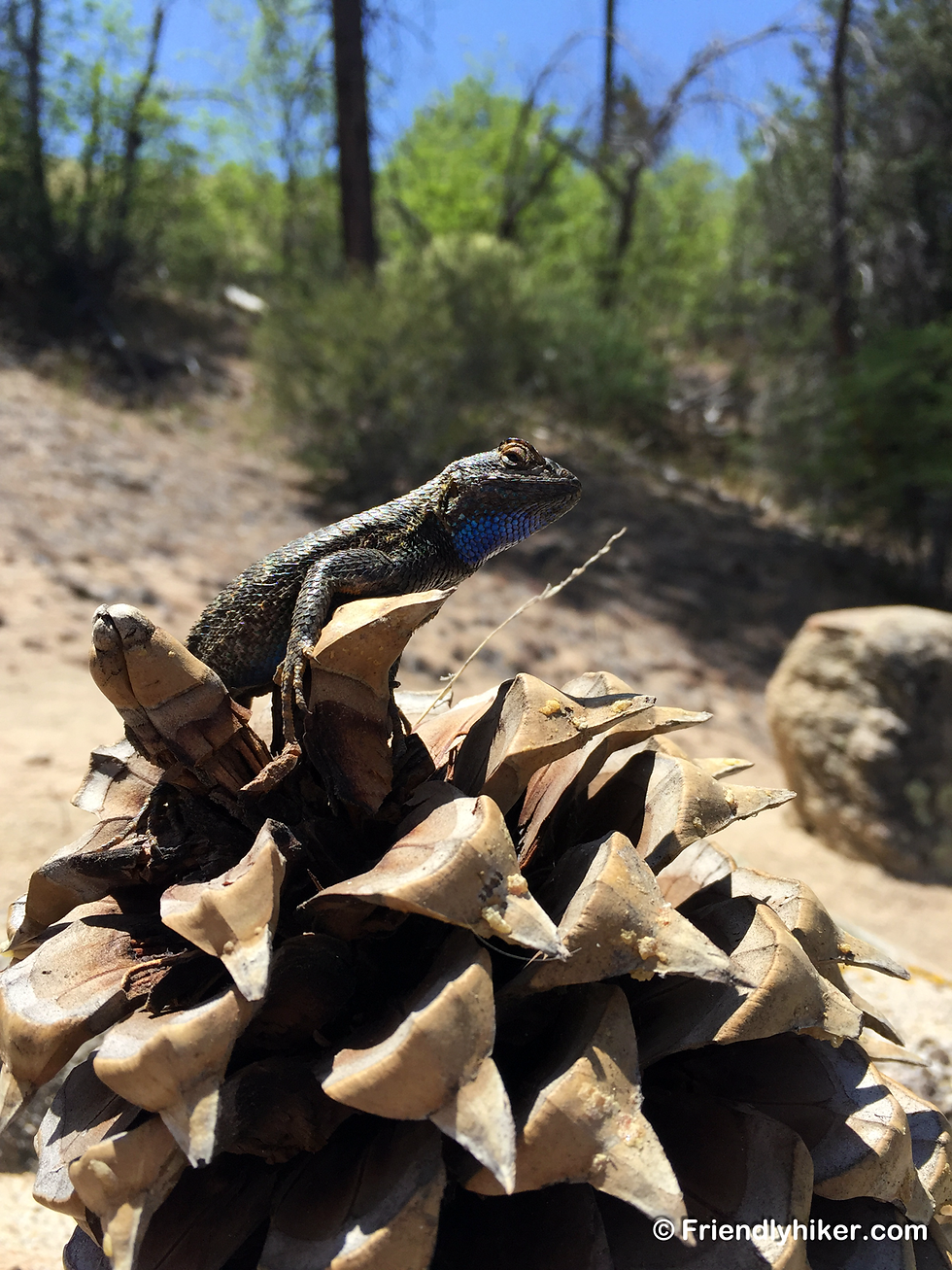Lizard with blue chin on pine cone