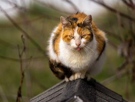 Farm Cats Doing Their Part