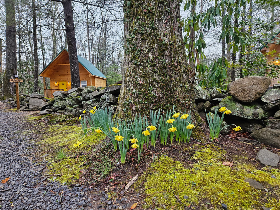 Cozy Smoky Mountain cabin rental surrounded by trees, perfect for a peaceful retreat.