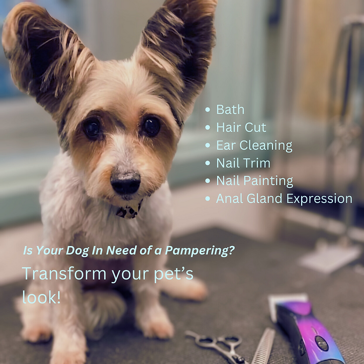 DSC IGFB Feed Post copy.png