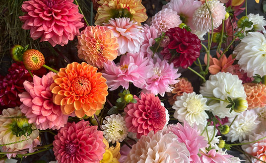 IMG_2415 2_edited.jpg