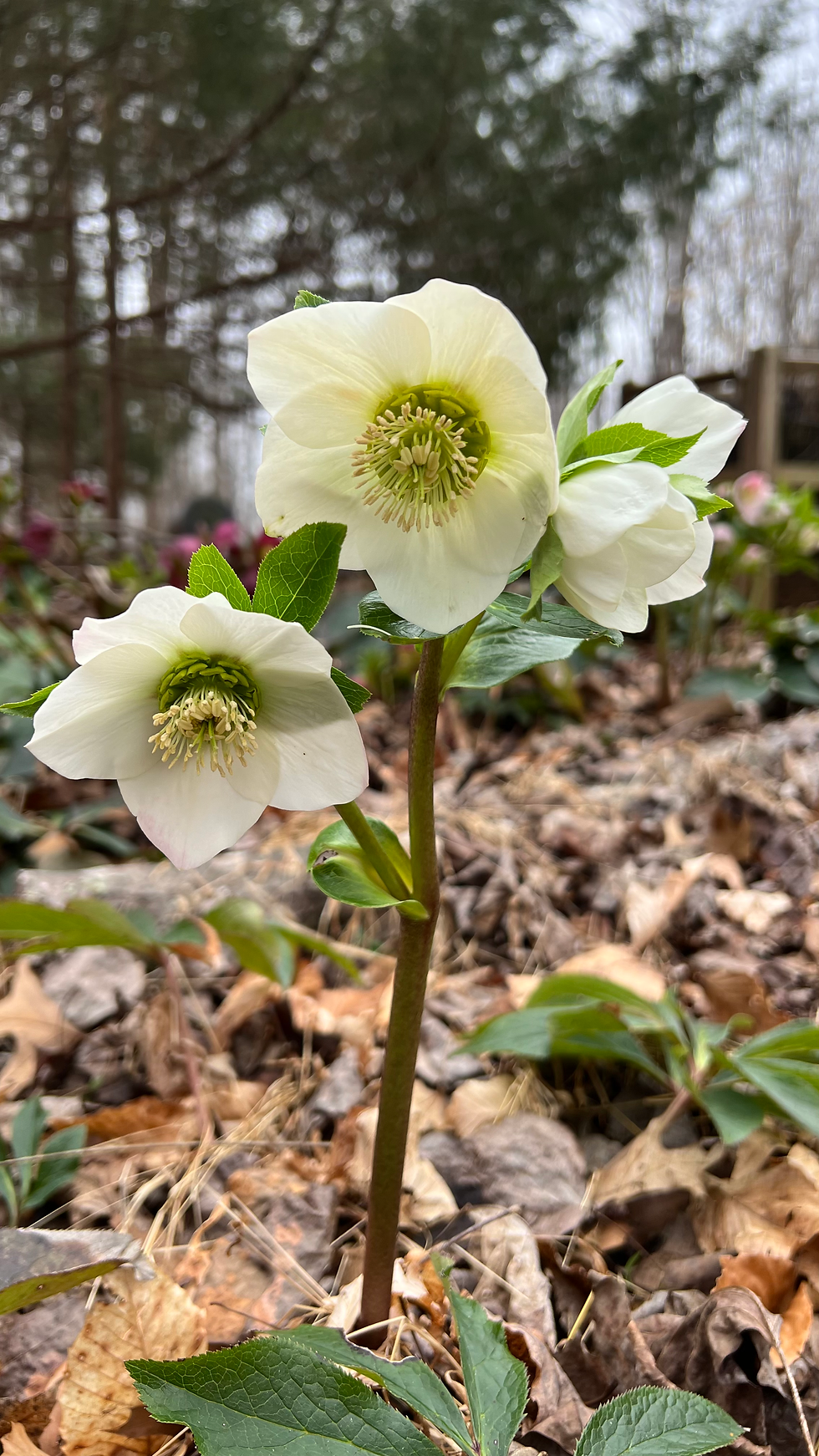 Thumbnail: Hellebore (Lenten Rose)
