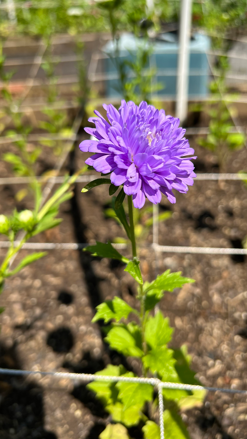 Thumbnail: China Aster