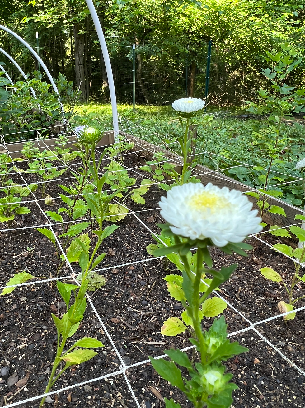 Thumbnail: China Aster