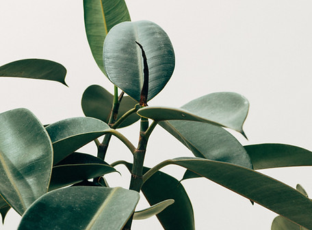 Interior Decor Plant