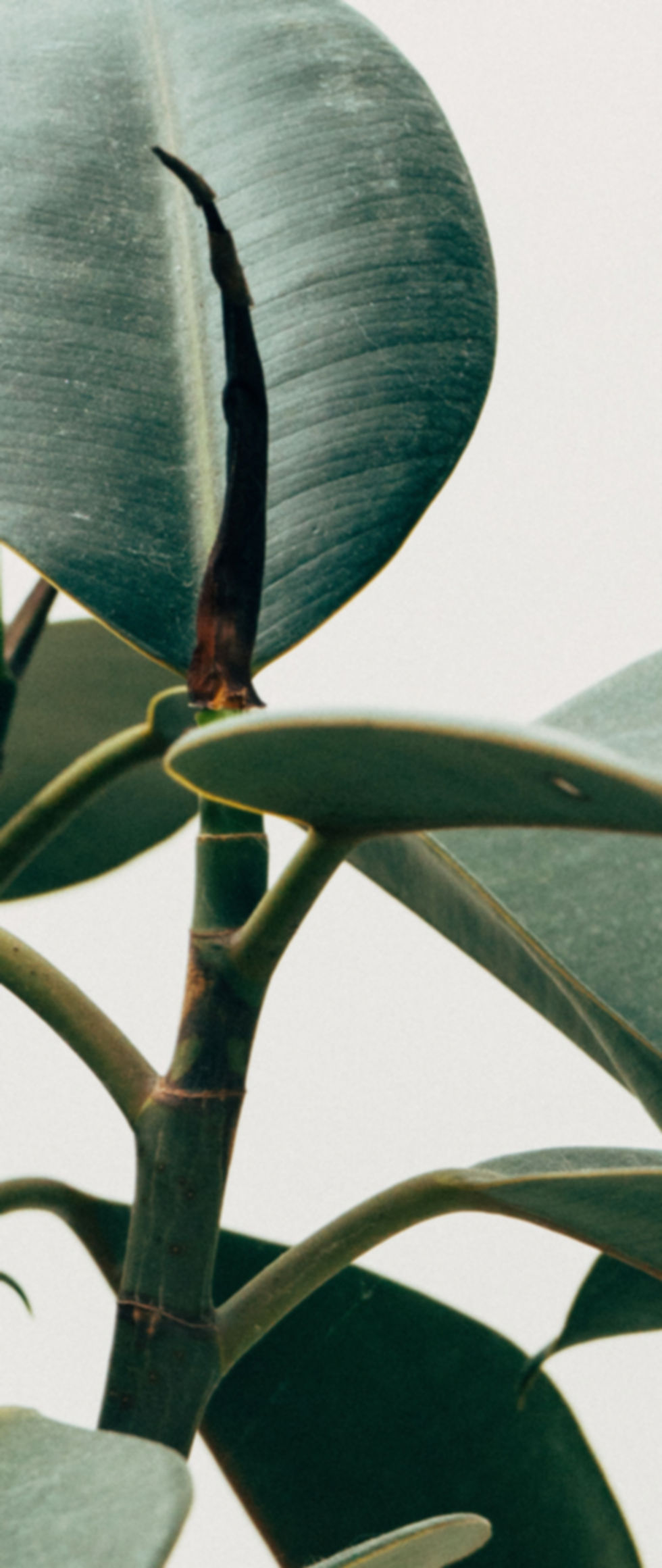 Interior Decor Plant