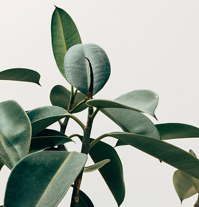 Interior Decor Plant