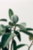 Interior Decor Plant