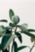 Interior Decor Plant