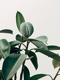 Interior Decor Plant