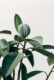 Interior Decor Plant - Verdure Studio - Indoor Plant Design for Home and Office - Succulent Workshops and Classes - Boston, MA