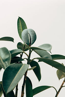 Interior Decor Plant