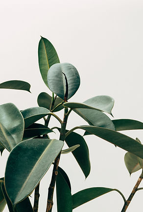 Blätter einer Zimmerpflanze im Hintergrund mit der Überschrift 'The Sweet Gift' für einen besonderen Geschenkgutschein von the mint living für wohnraumgestaltung, der Zeit und Zuhause verschönert.