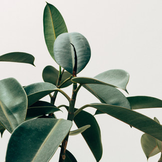 lush green plant