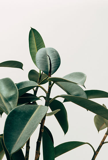 Green Foliage Closeup