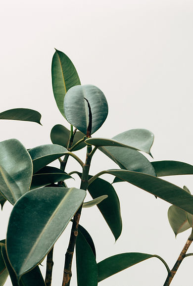 Planta de decoração de interiores