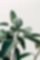 Planta de decoração de interiores